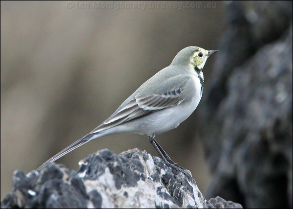 White/Pied Wagtail white_wagtail_20121.psd