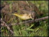 yellow_wagtail_143176