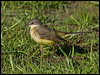 yellow_wagtail_143184
