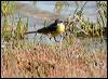 yellow_wagtail_53663