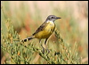 yellow_wagtail_53872