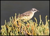 yellow_wagtail_53887