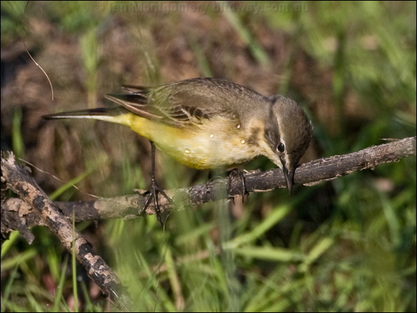 Western Yellow Wagtail yellow_wagtail_143176.psd