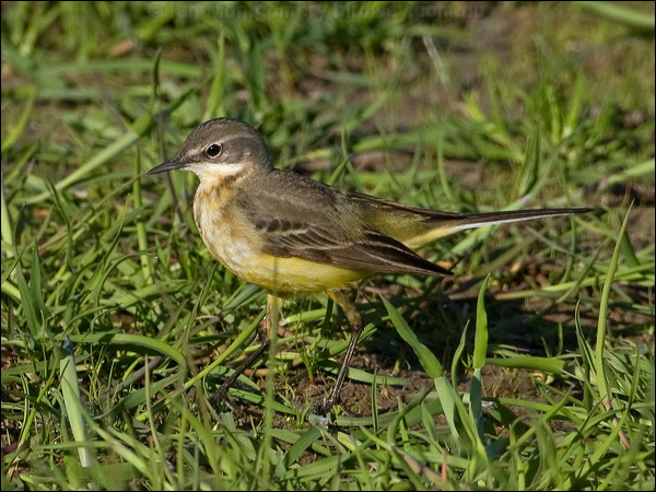 Western Yellow Wagtail yellow_wagtail_143184.psd