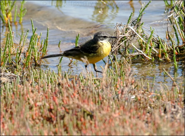 Western Yellow Wagtail yellow_wagtail_53663.psd