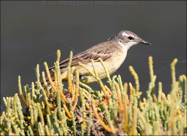 Western Yellow Wagtail yellow_wagtail_53887.psd