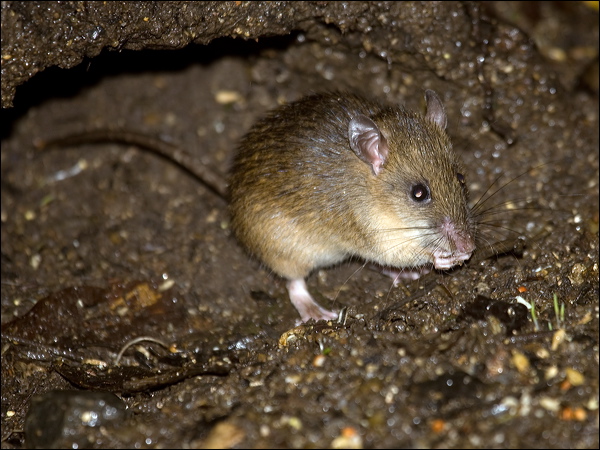 Bush Rat bush_rat_99363.psd
