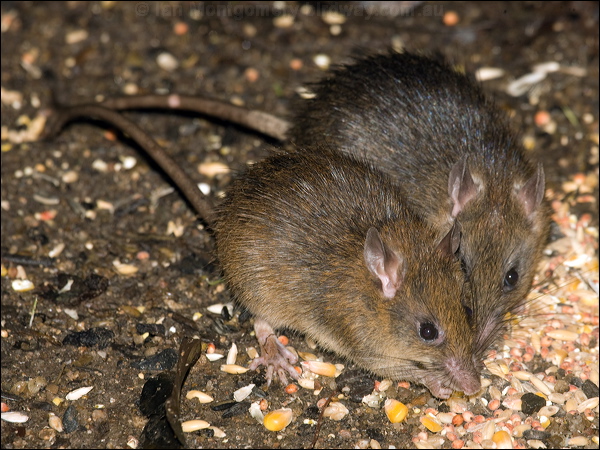 Bush Rat bush_rat_99528.psd