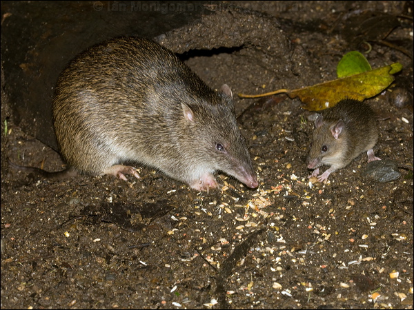 Bush Rat bushrat_bandicoot_99545.psd