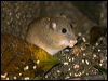 Click here to enter gallery and see photos of: Fawn-footed Melomys; House Mouse; Bush Rat