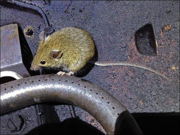 House Mouse house_mouse_ip03486.psd