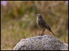 black_redstart_162463