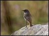 black_redstart_162468