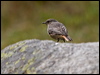 black_redstart_162472