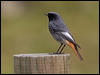 black_redstart_162513
