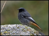 black_redstart_162534