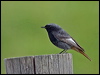 black_redstart_169945