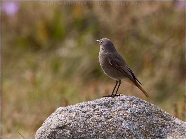 Black Redstart black_redstart_162463.psd