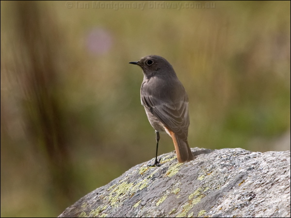 Black Redstart black_redstart_162468.psd