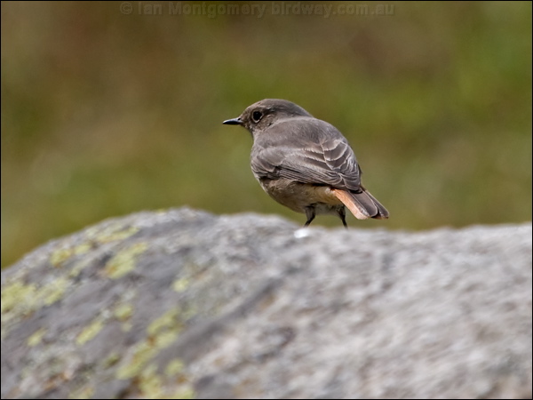 Black Redstart black_redstart_162472.psd