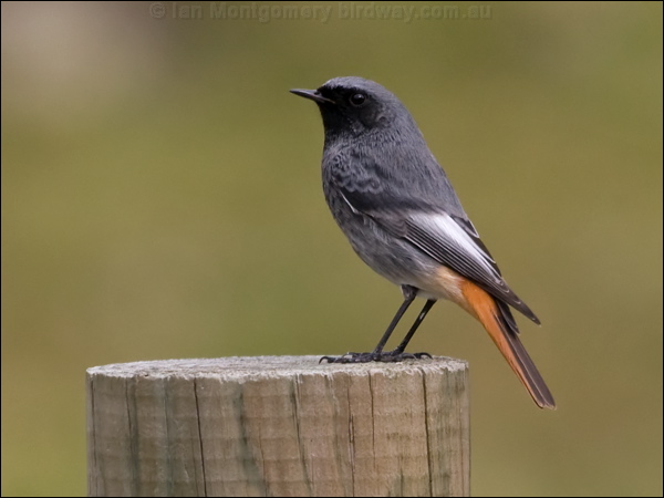 Black Redstart black_redstart_162513.psd