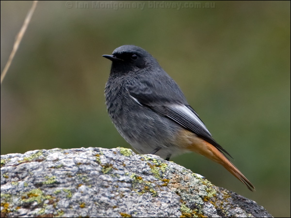 Black Redstart black_redstart_162534.psd