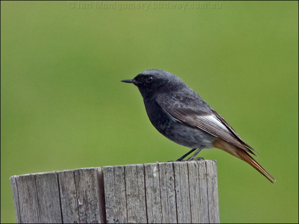 Black Redstart black_redstart_169945.psd