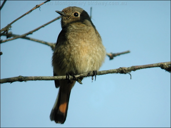 Blue-fronted Redstart bluefronted_redstart_17062.jpg