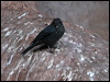 Click here to enter gallery and see photos/pictures/images of Blue Rock Thrush