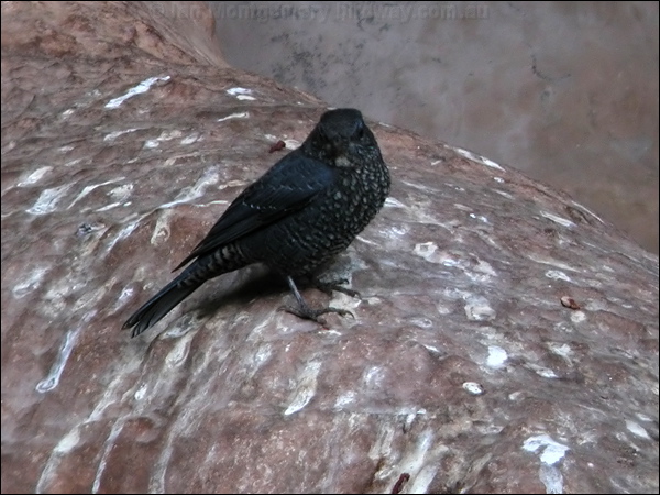 Blue Rock Thrush blue_rock_thrush_6483.jpg