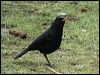 bluewhistling_thrush_17417