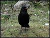 bluewhistling_thrush_17425