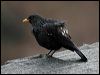 bluewhistling_thrush_17426