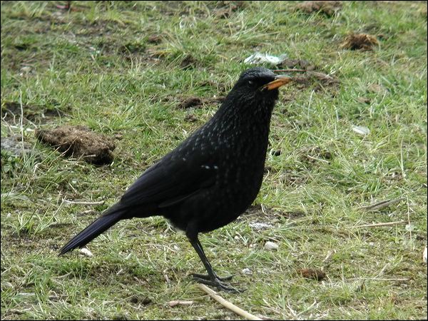 Blue Whistling Thrush bluewhistling_thrush_17417.psd