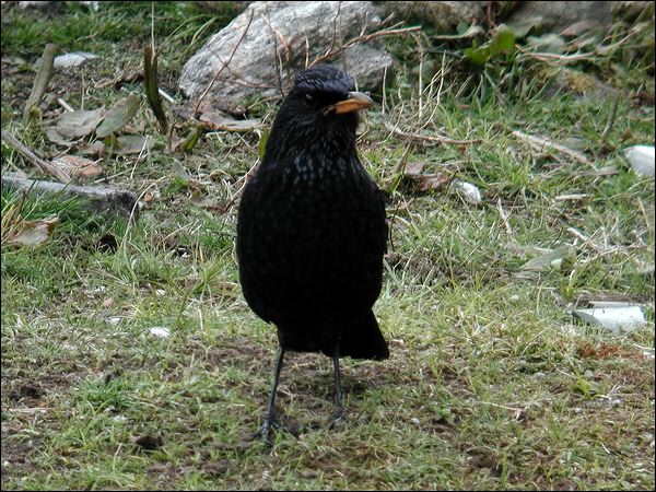 Blue Whistling Thrush bluewhistling_thrush_17425.psd