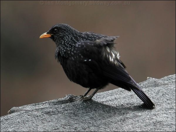 Blue Whistling Thrush bluewhistling_thrush_17426.psd