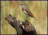 bluethroat_16783