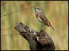 bluethroat_16784