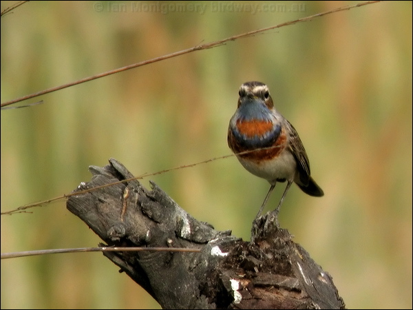 Bluethroat bluethroat_16781.jpg