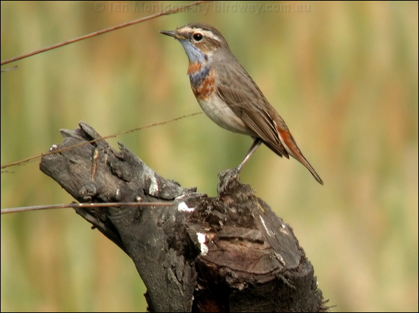 Bluethroat bluethroat_16783.jpg