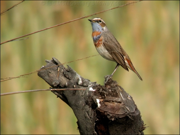 Bluethroat bluethroat_16784.jpg