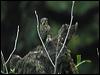 chestnbe_rock_thrush_17246