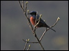 Click here to enter gallery and see photos/pictures/images of Chestnut_bellied Rock Thrush