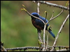 chestnbe_rock_thrush_17360