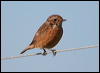 european_stonechat_19896