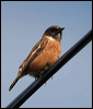 european_stonechat_20069