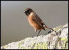 european_stonechat_20073