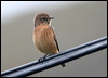 european_stonechat_20099