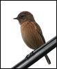 european_stonechat_20103
