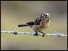 european_stonechat_52005